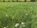 Terrain a vendre